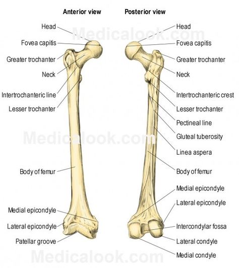 Leg Bone Diagram Atlas Anatomy, Nursing Concepts, Human Body Bones, Medical Learning, Radiology Schools, Greater Trochanter, Remedial Massage, Medical Library, Body Bones