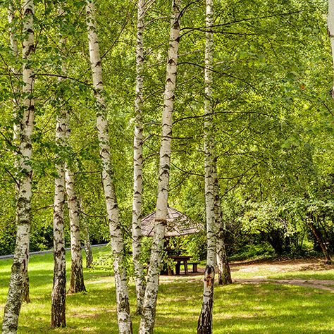 European White Birch, Weeping Birch, Silver Birch Tree, Green Traffic Light, Betula Pendula, Architectural Plants, Insect Species, Planting Calendar, White Birch Trees