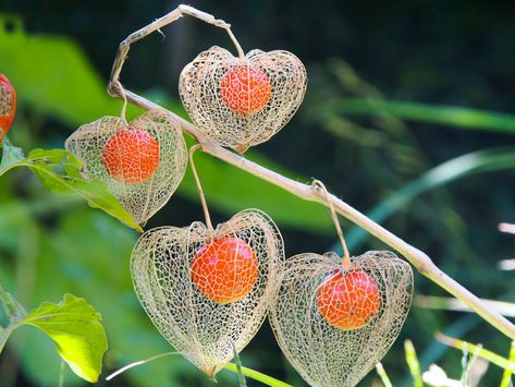 Chinese Lantern Plant — Steemit Chinese Lantern Plant, Lantern Plant, Chinese Lanterns Plant, Persian Buttercup, Japanese Lantern, Chinese Lantern, Design Blogs, Red Lantern, Chinese Lanterns