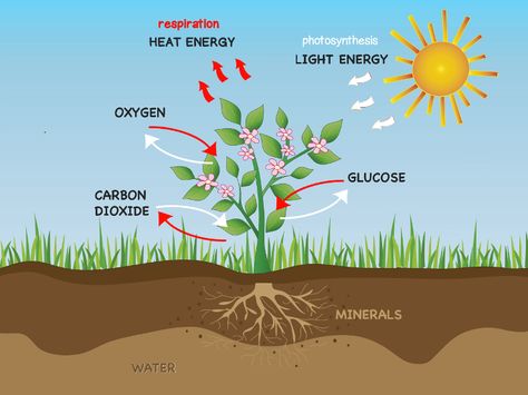 Respiration In Plants And Photosynthesis Through Stomata Respiration In Plants, Science Expirements, Photosynthesis Activities, Nutrition In Plants, Facts About Plants, Photosynthesis And Cellular Respiration, Middle School Science Experiments, Plant Activities, Cellular Respiration