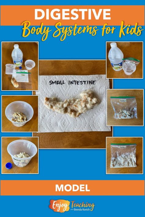 To build a model of the digestive system, simulate what happens when a piece of bread goes into the mouth, stomach, and small intestine. Read more at Enjoy-Teaching.com. Digestive System Activity, Respiratory System Projects, Teaching Body Systems, Digestive System Project, Digestive System Activities, Digestive System For Kids, Digestive System Model, Biology Activity, Fourth Grade Science