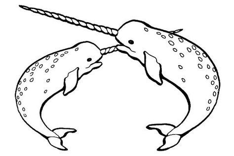 Narwhal Pictures, Narwhal Drawing, Types Of Whales, Cute Narwhal, Canine Tooth, Ocean Party, Beluga Whale, Relaxing Activities, Narwhal