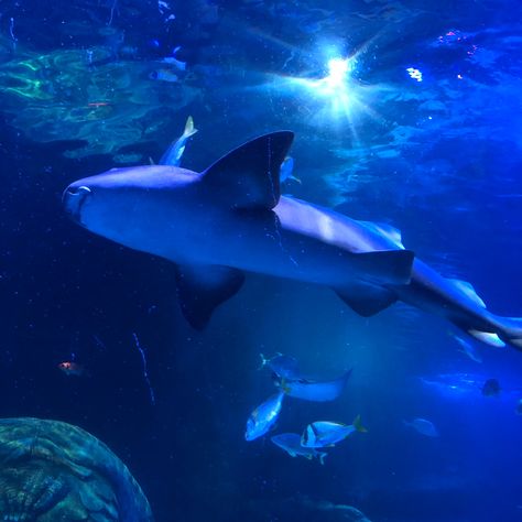 Shark Icon Aesthetic, Ocean Aesthetic Underwater, Aquarium Widget, Ocean Aesthetic Icon, Deep Sea Aesthetic, Sharks Aesthetic, Shark Widget, Shark Aesthetics, Sea Core Aesthetic