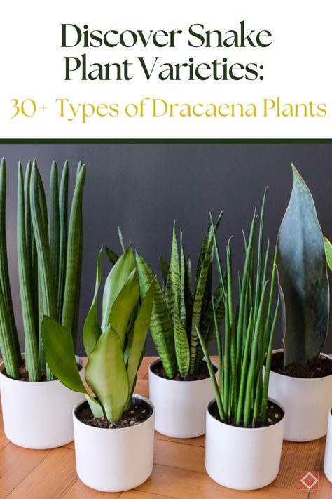 Discover the diverse world of Snake Plants with 30+ unique varieties! 🌱 From compact options to tall, elegant types, these Dracaena plants are perfect for any room. Learn about their care requirements and find the best fit for your home! Snake Plant Types, Dracaena Plant Types, Types Of Snake Plants, Dracaena Plant Care, Snake Plant Indoor, Snake Plant Varieties, Snake Plant Care, Types Of Snake, Dracaena Plant