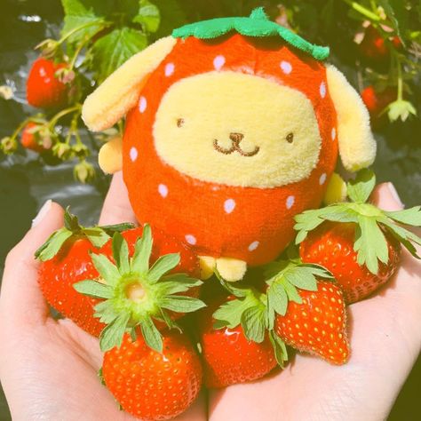 Pompompurin Strawberry, Cute Pompompurin, Strawberry Theme, Ios 17, Not Mine, Strawberries, Ios, Green, Pins