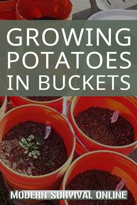 Growing Potatoes In Containers, Gardening Potatoes, Potatoes In Containers, Grow Potatoes In Container, Harvesting Potatoes, Container Potatoes, Potato Gardening, Growing Vegetables In Pots, Grow Potatoes