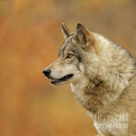 Wolves Photography, Drawing Wolf, Wolf Poses, Wolf Drawings, Wolf Designs, Wolf World, Wolf Sketch, Wolf Wall Art, Wolf Images