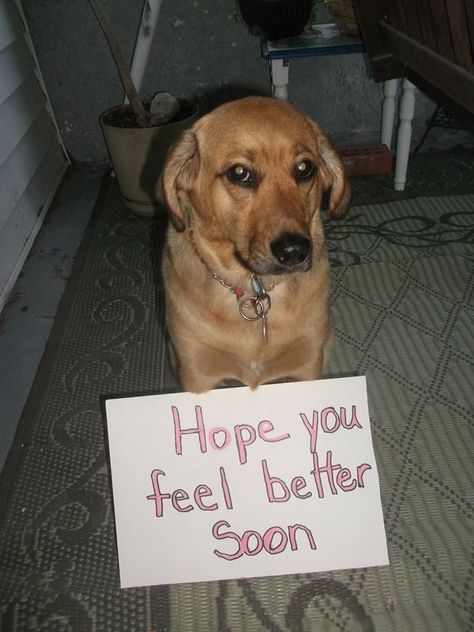 Puppy-get well soon! Hope You Get Well Soon, Hope You Get Better Soon, Are You Feeling Better, I Hope You Had A Good Day, Hope You Feel Better Soon, Get Well Soon Meme, Feel Better Soon Funny, Feel Better Meme, Get Well Meme