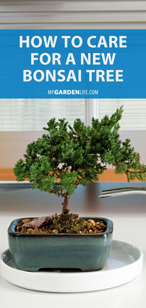 Juniper Bonsai Tree Care, How To Take Care Of A Bonsai Tree, Bonsai Care Tips, Bonsai Plants Indoor Decor, Bonzai Tree Care, How To Care For Bonsai Tree, Bonsai Plants Indoor, Bonsai Growing, How To Grow Bonsai