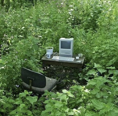 Forest, Computer, Desk, Tumblr