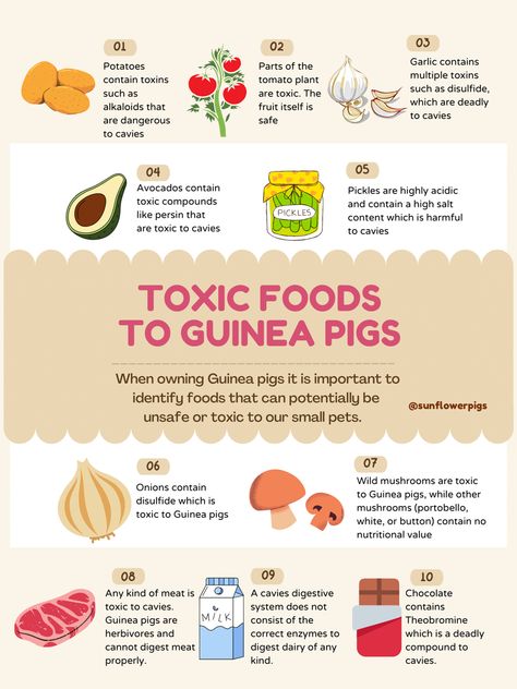 Guinea pig foods to avoid What Can Pigs Eat, Pig Enclosure, Food For Guinea Pigs, Guinea Pig Checklist, Guinea Pig Food List, Guinea Pig Snacks, Pig Facts, Guinea Pigs Funny, Guinea Pig Information