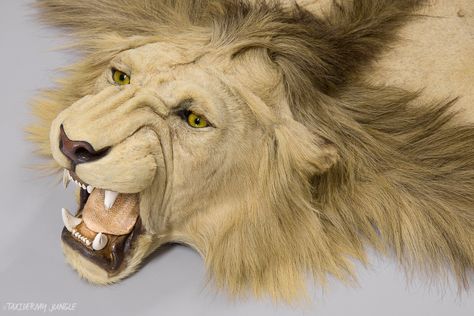 Taxidermy Lion Skin by Rowland Ward, c1920. Dimensions: Length 288cm Width 218cm Vintage Taxidermy, Lion Skin, Animal Skin Rug, Angry Tiger, Animal Taxidermy, Skin Rugs, Animal Skin, Taxidermy, Big Cats