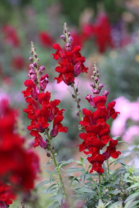 Snapdragon Snap Dragon Aesthetic, Red Snapdragon Flowers, Snapdragons Aesthetic, Red Snapdragon, Snap Dragons, Snap Dragon, Snapdragon Flowers, Rustic Glam Wedding, Language Of Flowers