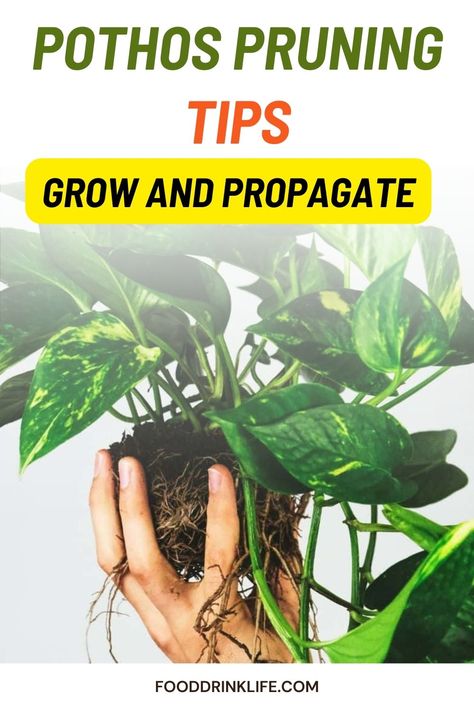 How to Prune a Pothos for Growth and Propagation Pothos In Water, Pothos Plants, Plant Clips, Plant Propagation, Pothos Plant, New Roots, Indoor Gardening, Propagating Plants, Mother Plant