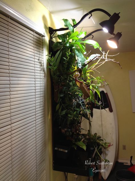 Chameleon Terrarium, Chameleon Enclosure, Frog Vivarium, Dart Frog Vivarium, Veiled Chameleon, Karma Chameleon, Reptile Room, Hanging Terrarium, Animal Ideas