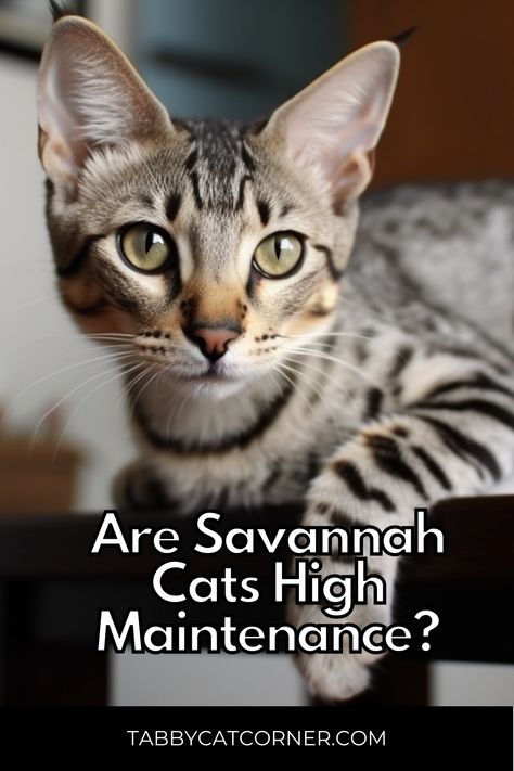 Are Savannah Cats High Maintenance? Savannah Cats, F2 Savannah Cat, Savannah Cat, First Generation, High Maintenance, Persian Cat, Domestic Cat, Animal Companions, Vertical Stripes