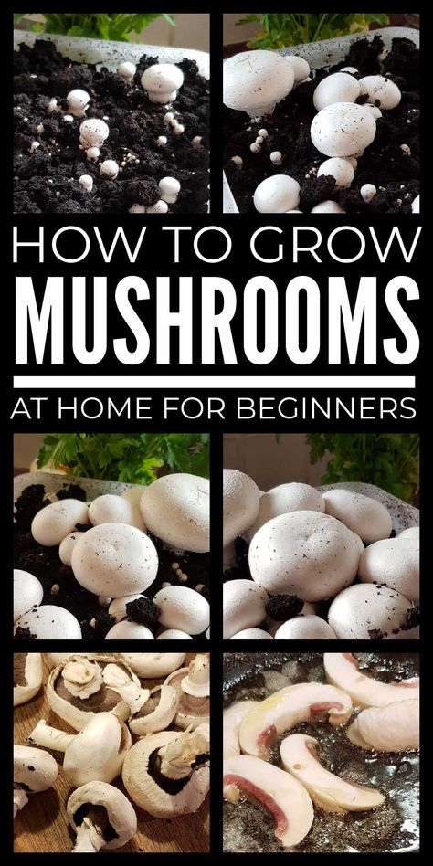 Learn how to grow mushrooms at home as a beginner with these simple tips covering mushroom growing with kits and in containers, coffee grounds, logs and more. How To Build A Mushroom Grow Room, Regrow Mushrooms, Growing Morel Mushrooms, Greenhouse Tips, Saving Earth, How To Grow Mushrooms, Mushroom Farming, Psychoactive Plants, Grow Mushrooms