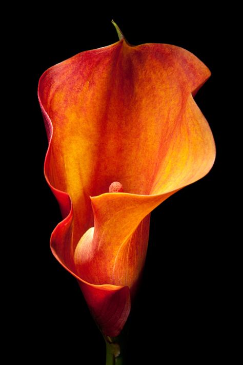 Orange Calla Lily, Orange Lotus Flower, Orange Flowers Photography, Orange Lillies Flowers, Calla Lily Orange, Zantedeschia Aethiopica, Hd Flower Wallpaper, Arum Lily, Oil Painting Inspiration