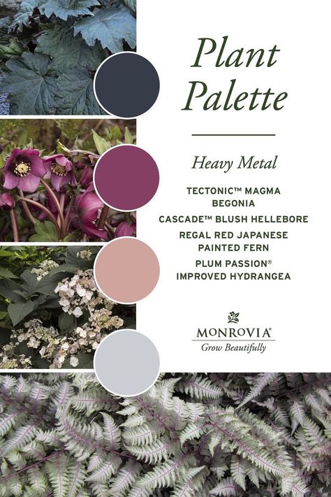 Purple And Green Garden, Pink And Red Garden, Purple Hellebore, Jewel Tone Garden, Plant Pallet, Cool Notes, Burgundy Garden, Painted Fern, Gunmetal Blue