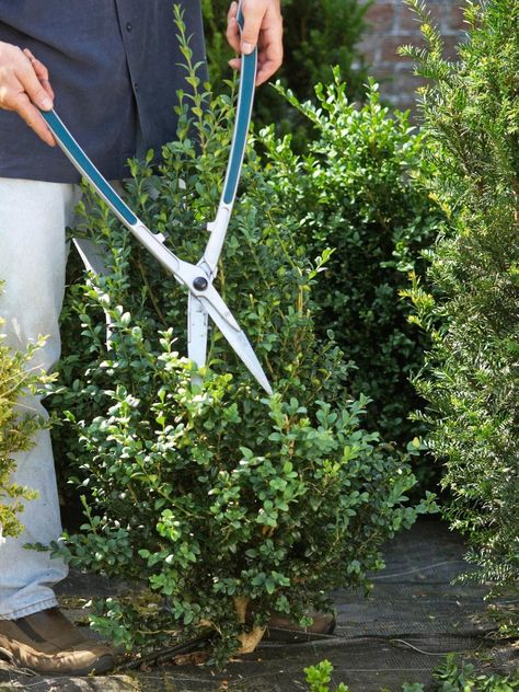 Juniper Topiary Tree, Live Topiary, Flower Topiary, Sky Pencil Holly, Hawthorn Tree, Topiary Plants, Topiary Garden, Boxwood Topiary, Topiary Trees