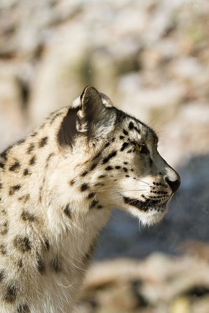 Snow leopard Sand Cat, Amur Leopard, Clouded Leopard, Animal References, Spirit Animals, Majestic Animals, Side Profile, Large Cats, Snow Leopard