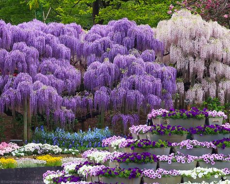 Japan's *other* Fuji: A flower-filled day trip from Tokyo in spring that doesn't involve sakura 🌸🇯🇵 Did you know "fuji" 藤 is the Japanese word for wisteria? And there's a place you shouldn't miss during spring if you love this rapid climber as much as I do 💜 Home to over 350 flowering wisteria from mid-April to mid-May, Ashikaga Flower Park completely took my breath away! At over 90,000 square metres, the park is the largest of its kind in Japan and while it does get busy, it is large enou... Flower Park, Day Trips From Tokyo, Japanese Word, Take My Breath, Japanese Words, Uncharted, Wisteria, Hidden Gems, Japan Travel