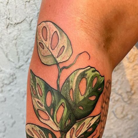 Severin Black on Instagram: "I absolutely love doing foliage pieces like this :) A variegated adansonii monstera, for Rachel! 🌱 Let me tattoo your favorite plant on you 😭Visit my website to book 🖤" Adansonii Tattoo, Monstera Adansonii Tattoo, Houseplant Tattoos, Variegated Adansonii, Houseplant Tattoo, Foliage Tattoo, Monstera Tattoo, Plant Sleeve, Illustrative Tattoo