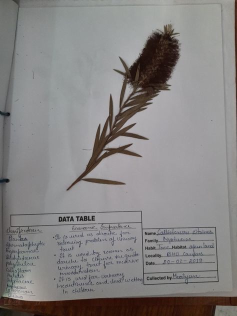 This is herbarium sheet made by a student. The plant is first pressed and dried with heavy object then paste on a standard herbarium paper. Herbarium Aesthetic, Herbarium Sheet, Data Table, A Student, Aesthetic Stickers, The Plant, Study Tips, Plants, Quick Saves