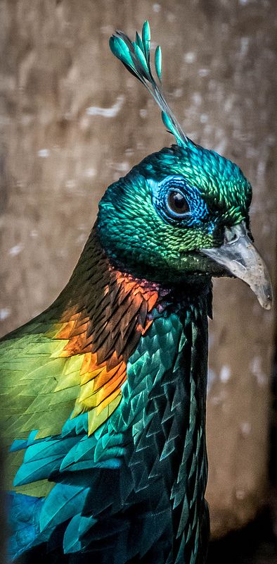 Himalayan Monal by: craigchaddock | Flickr - Photo Sharing! Himalayan Monal, Jungle Birds, Bird Barn, Crazy Bird, State Birds, San Diego Zoo, Beautiful Bird, All Birds, Big Bird