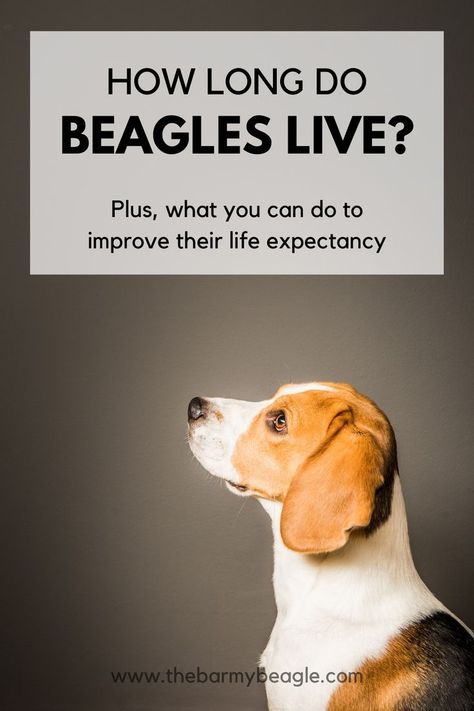 how long do beagles live Lemon Beagle Puppy, Lemon Beagle, Beagle Breeds, Beagle Hound, Getting A Dog, Puppy School, Puppy Funny, Cute Corgi Puppy, Dog Enrichment