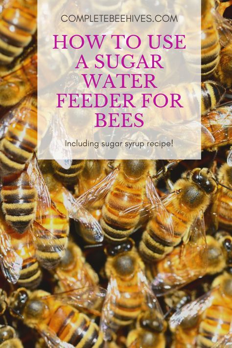 Everything you need to know about using a sugar water feeder for bees!  Including details about different types of bee feeders and a recipe for sugar syrup. Bee Feeder Diy, Sugar Water For Bees, Bee Syrup, Bee Waterer, Water For Bees, Different Types Of Bees, Backyard Bees, Honey Ideas, Backyard Beehive