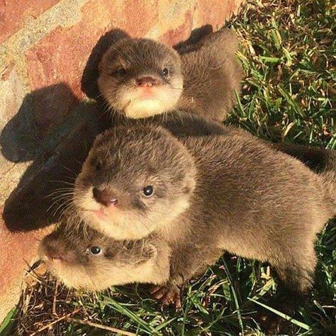 Otter Animals For Sale | Dallas, TX Otters Cute, Baby Otters, Cute Animals Images, Pretty Animals, Fluffy Animals, Cute Wild Animals, Cute Animal Photos, Cute Animal Pictures, Cute Creatures