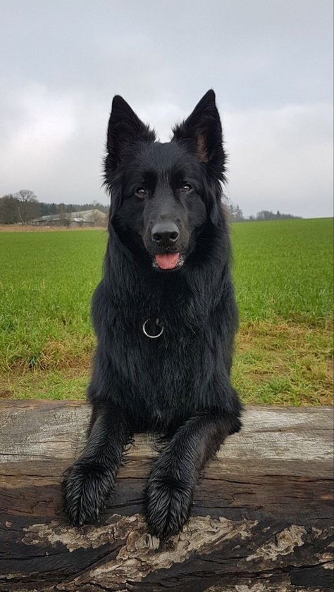 Black Alsatian Dog, Black German Shepherd Dog, German Sheperd Dogs, German Shepherd Puppy, Black German Shepherd, Shepherd Puppy, Brown Dog, Wolf Dog, Cute Dogs And Puppies