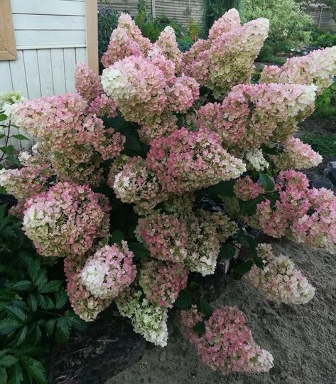 Hydrangea 'Sundae Fraise' Flowers Display, Hydrangea Potted, Garden Inspo, Hydrangea Paniculata, Hello Hello, Flower Display, Types Of Plants, Garden Supplies, Growing Plants