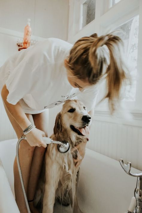 Find dog bath stock images in HD and millions of other royalty-free stock photos, illustrations and vectors in the Shutterstock collection.  #woman #bathing #dog in #bathtub Dog Wash, Pet Shampoo, Dog Bath, Dog Shampoo, Golden Retrievers, Shampoos, Pet Parent, Dog Care, Dressage