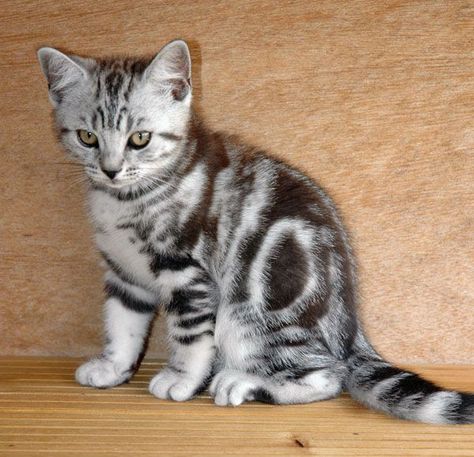 Silver Tabby Kitten, Cats Brown, Tabby Kittens, White Tabby Cat, Silver Tabby Cat, Russian Blue Kitten, Cat Obsession, Tabby Cats, Cat With Blue Eyes