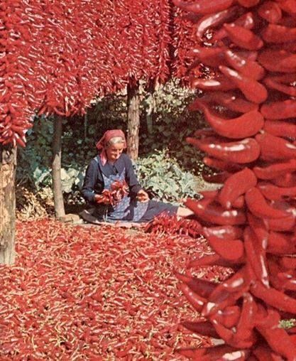 'The red sea' Hungarian Paprika, Hungarian Cuisine, Hungary Travel, Messy Nessy Chic, Heart Of Europe, Hungarian Recipes, Harvest Time, Hot Chili, Central Europe