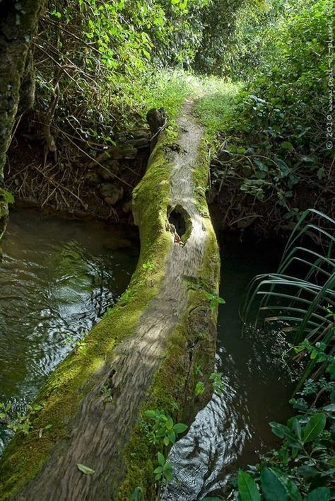 Tree bridge Log Bridge, Tree Bridge, Forest Bridge, Deciduous Forest, Bridge Art, River Bridge, Alam Yang Indah, Jena, Nature Aesthetic