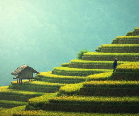 Discover the breathtaking Banawe Rice Terraces in the Philippines! 🌾✨ These stunning terraces, carved into the mountains over 2,000 years ago, are a true testament to Filipino ingenuity and culture. 🏞️❤️ Whether you're hiking through the lush landscapes or soaking in the vibrant local culture, every moment here is unforgettable. 📸🌄 Don't miss the chance to experience this UNESCO World Heritage Site! #BanaweRiceTerraces #Philippines #TravelGoals #NatureLovers #CulturalHeritage #ExplorePhilipp... Rice Terraces Philippines, Philippines Landscape, Filipino Heritage, Philippines Culture, Rice Terraces, Grade 5, Travel Goals, Unesco World Heritage Site, Unesco World Heritage