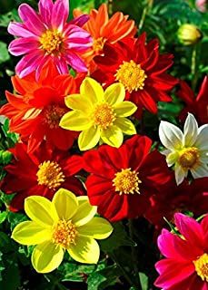 Amazon.com: dahlia seeds Dahlia Seeds, Flowers Market, Fantastic Flowers, Nice Flower, Growing Dahlias, Annual Flowers, Floral Inspiration, Organic Seeds, Dahlia Flower