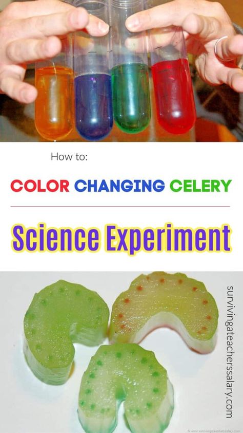 Food Coloring Experiment, Food Science Experiments, Red Food Dye, Easy Science Projects, Science Experiment For Kids, Easy Stem, Science Gadgets, Experiment For Kids, Science Stem