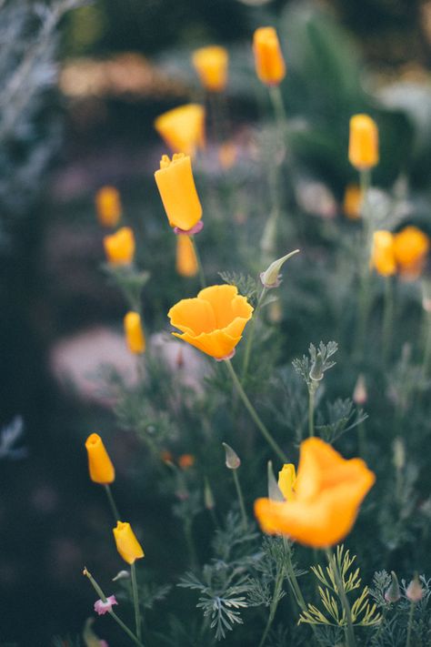 Californian poppies Californian Poppies, Flaming June, Mandarin Stone, Vintage Cupboard, Meadow Garden, Wild Poppies, Water Bill, Plant Information, Picture Postcards