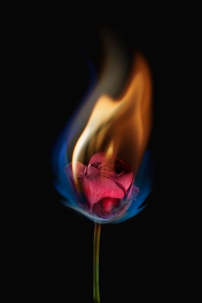 Flaming Rose Aesthetic, Burning Rose Painting, Dark Images Photography, Burning Rose Photoshoot, Burning Flowers Aesthetic, Burning Rose Aesthetic, Flower Burning, Burning Aesthetic, Flower On Fire