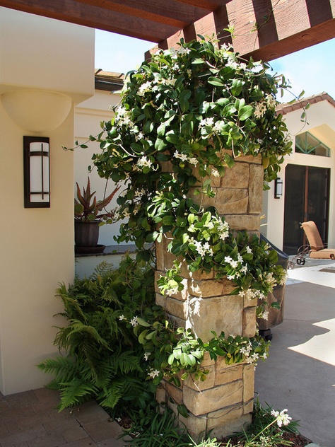 Devine! Jasmine Plant, Mediterranean Landscaping, Fragrant Plant, Home Landscaping, Traditional Landscape, Hardy Plants, Pergola Designs, Deck Garden, Enchanted Garden