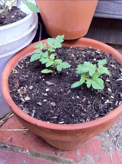 Tiny Tim Tomatoes small terracotta pot Planting Tomatoes Upside Down, Plant With Tomatoes, Tiny Tomatoes, Upside Down Plants, Cherry Tomato Potted Plant, Tiny Plants For Tiny Pots, Small Terracotta Pots, Small Tomatoes, Tomato Plants