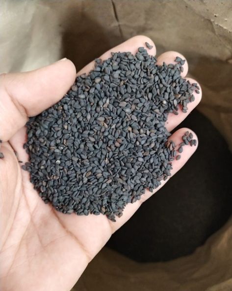 Natural Black sesame seeds are ready for export in large quantities. Please Visit Our Website www.Krishnaindia.in If You Want More Information Regarding our Black Sesame Seed Please Contact us On Whatsapp:- 9413384758 Email ID:- Shriharimtc@yhaoo.co.in Black Sesame Seeds, Sesame Seed, Black Sesame, Herbs And Spices, Sesame Seeds, Seeds, Herbs, Black