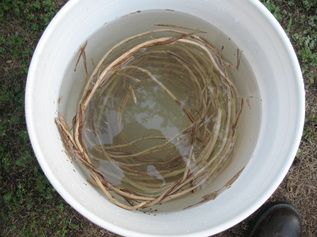 Weave A Basket, Diy Basket Weaving, Weaving Diy, Honeysuckle Vine, Making Baskets, Basket Weaving Diy, How To Weave, Willow Weaving, Natural Baskets