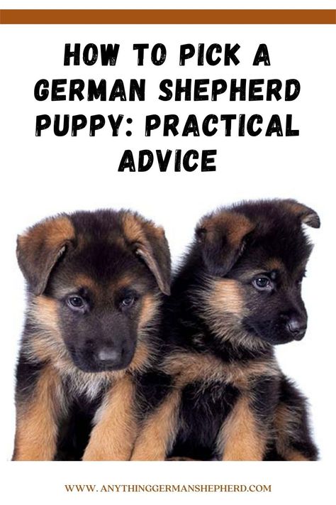 German Shepherd Puppy Essentials, German Shepherd Puppies White, German Shepherd Food, German Shepherd Care, Sheperd Dogs, Black German Shepherd Puppies, Puppy Training Guide, Baby German Shepherds, German Shepherd Puppies Training