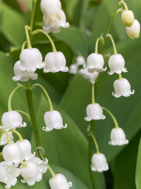 Nature flowers lillies lilly lily of the valley gardening blossom petals aesthetic Lillies Of The Valley Aesthetic, Lillies Of Valley, Haven Core, Lily Core Aesthetic, Lillie Core, Lilly Of The Valleys, Lily Of The Valley Aesthetic, Lily If The Valley, Lillian Core