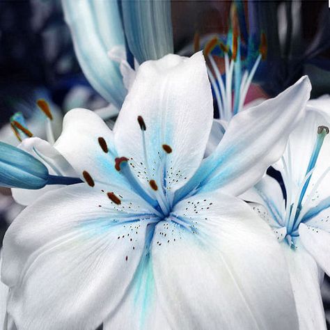 50pcs Lily Stargazer Blue & White Scented Perennial Garden Blue Heart Lily, Lilium Flower, Lily Seeds, Lily Plant, Lily Blue, Seed Pots, Flower Perfume, Lily Bulbs, Blue Lily